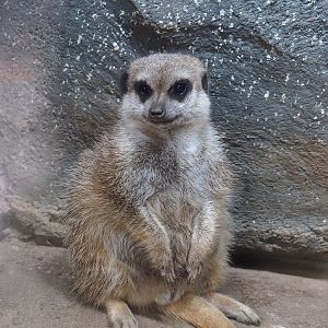 Meerkat (Suricata suricatta), 2023-10-07