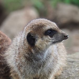 Meerkat (Suricata suricatta), 2023-10-07