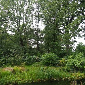 Peruvian squirrel monkey and South American coati island, 2023-10-07