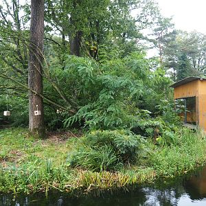 Peruvian squirrel monkey and South American coati island and viewing area, 2023-10-07
