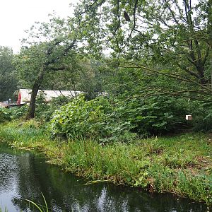 Peruvian squirrel monkey and South American coati island, 2023-10-07