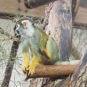 Peruvian squirrel monkey (Saimiri boliviensis peruviensis), 2023-10-07