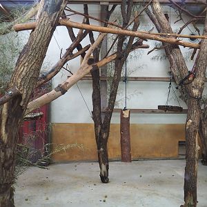 Peruvian squirrel monkey and South American coati indoor housing, 2023-10-07