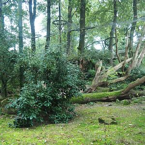 Main Sri Lankan leopard exhibit, 2023-10-07