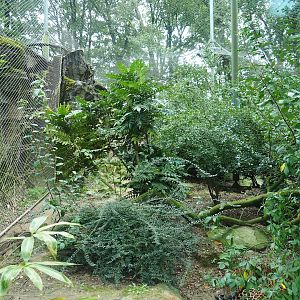 Second Sri Lankan leopard exhibit (Former golden jackal exhibit), 2023-10-07