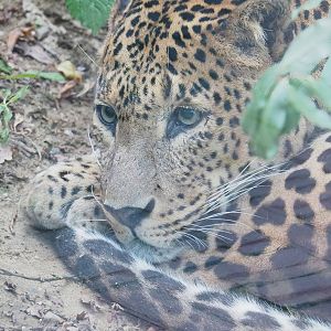 Sri Lankan leopard (Panthera pardus kotiya), 2023-10-07