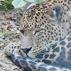 Sri Lankan leopard (Panthera pardus kotiya), 2023-10-07