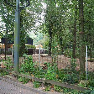 Hog deer paddock, 2023-10-07