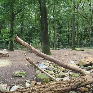 Hog deer paddock, 2023-10-07