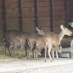 Common hog deer (Axis porcinus porcinus), 2023-10-07