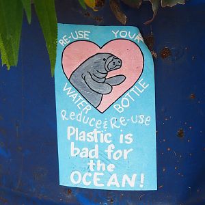 Plastic recycling sign with manatee on oil drum planter, 2023-10-07