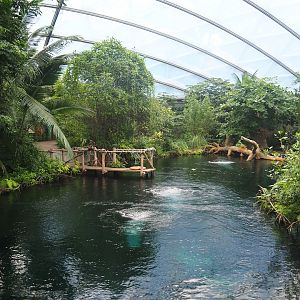 Mangrove - Main Antillean manatee pool, 2023-10-07