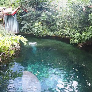 Mangrove - Smaller Antillean manatee pool, 2023-10-07