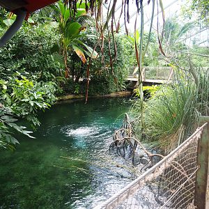 Mangrove - Smaller Antillean manatee pool, 2023-10-07
