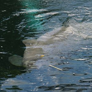 Antillean manatee (Trichechus manatus manatus), 2023-10-07