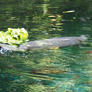 Antillean manatee (Trichechus manatus manatus) calf, 2023-10-07