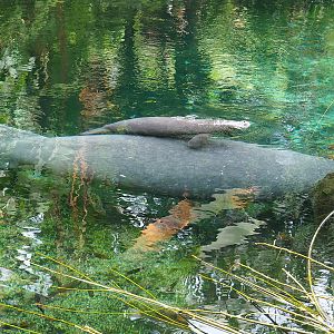 Antillean manatee (Trichechus manatus manatus), female with calf, 2023-10-07