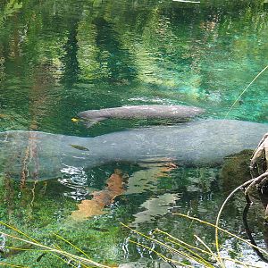 Antillean manatee (Trichechus manatus manatus), female with calf, 2023-10-07
