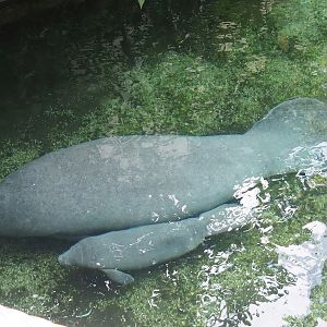 Antillean manatee (Trichechus manatus manatus), female with calf, 2023-10-07