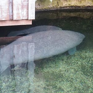 Antillean manatee (Trichechus manatus manatus), female with calf, 2023-10-07