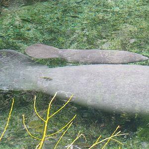 Antillean manatee (Trichechus manatus manatus), female with calf, 2023-10-07