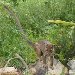 Fossa