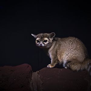 Ringtail (bassariscus astutus) 11/19