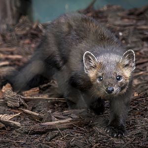 North American Marten (martes americana) 10/21