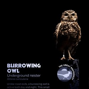 Burrowing Owl (athene cunicularia) 10/21