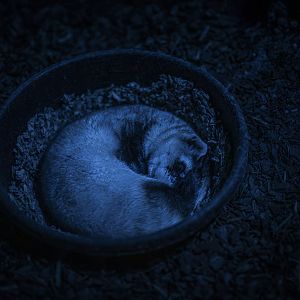 Black-Footed Ferret (mustela nigripes) 10/21