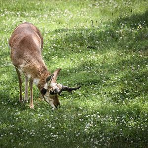 Pronghorn (antilocapra americana) 06/20