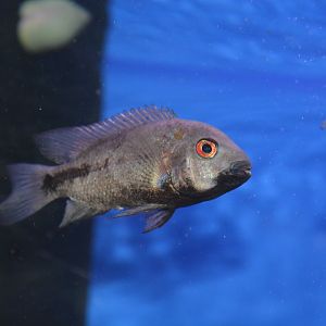 Angostura cichlid (Vieja breidohri)