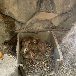 Mob of Meerkats Cuddling