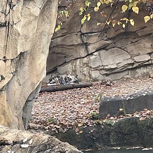 Sleeping Painted Dog