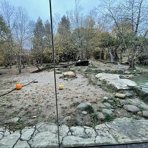 African Painted Dog Exhibit (1st Viewing)