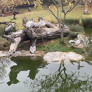 Africa! African Savannah Island