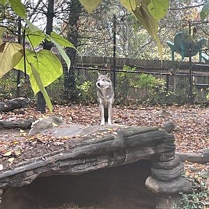 Mexican Grey Wolf