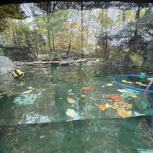 North American River Otter Underwater Viewing