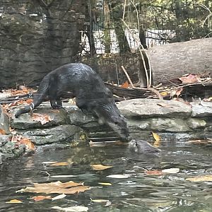 North American River Otters