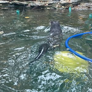 North American River Otter Swimming