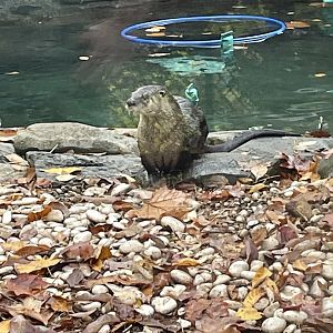 North American River Otter