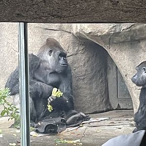 Gorillas (Outdoor Habitat)