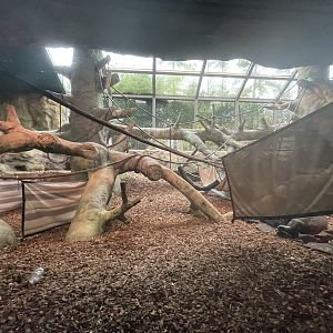 Indoor Gorilla Habitat