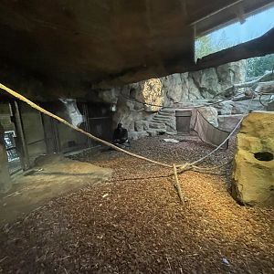 Indoor Gorilla Habitat