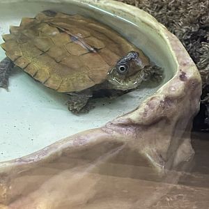 Black Breasted Leaf Turtle?