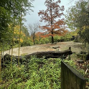 Visayan Warty Pig Habitat