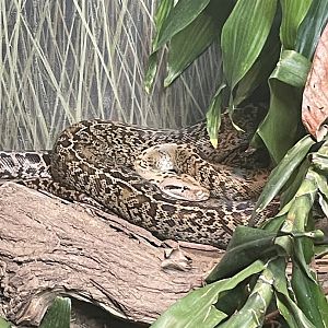 Burmese Python