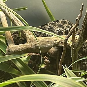 Dusky Pygmy Rattlesnake