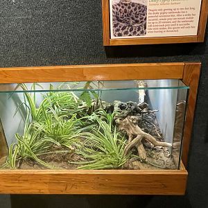 Dusty Pygmy Rattlesnake Terrarium