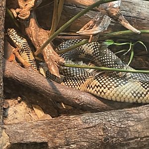 Apalachicola Kingsnake